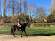 Horse in the City thumb 9